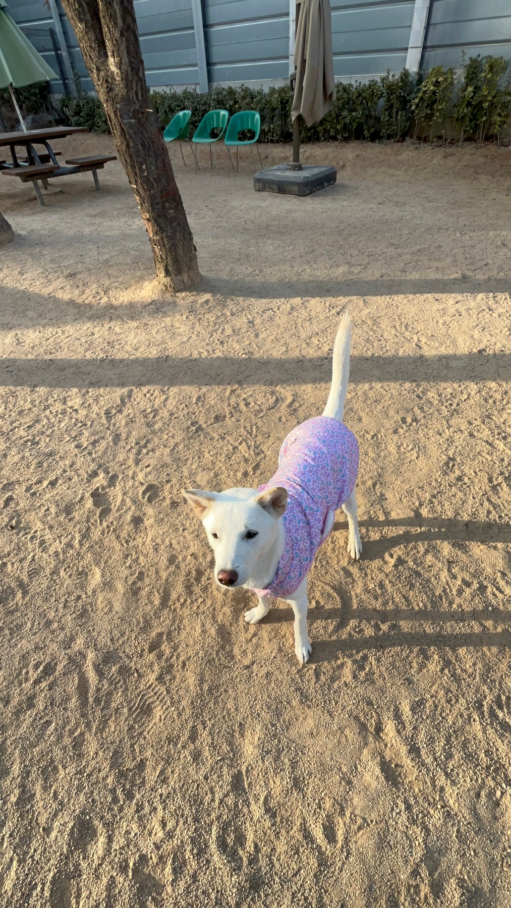 월드컵공원 반려견놀이터