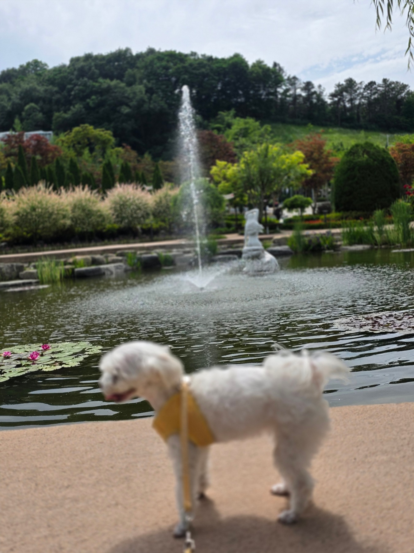 용인자작나무숲