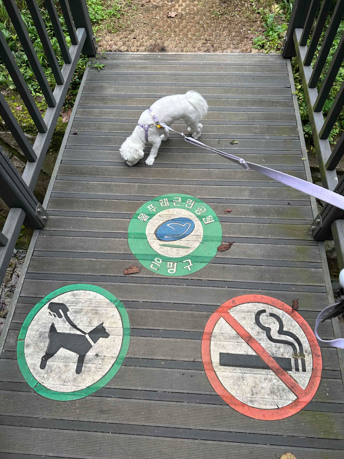 은평구 반려견 놀이터