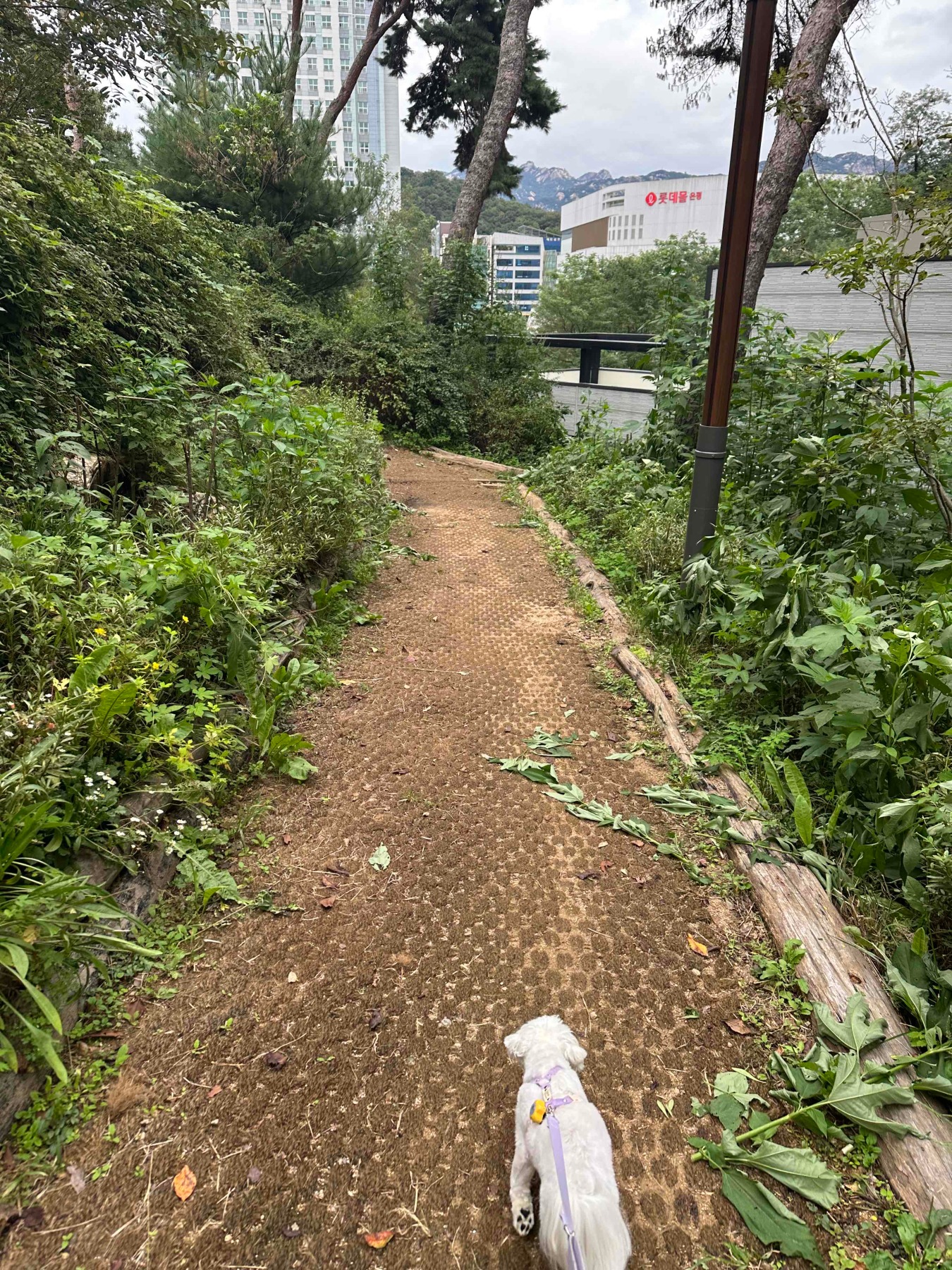 은평구 반려견 놀이터