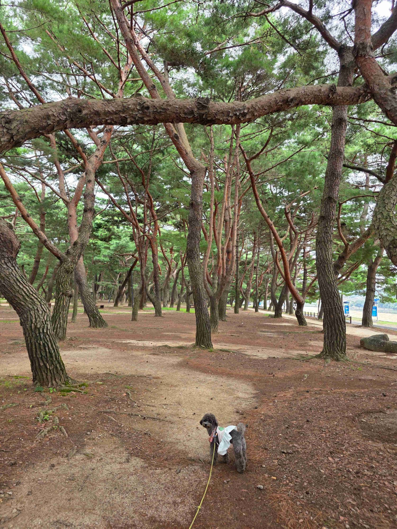 하동송림공원