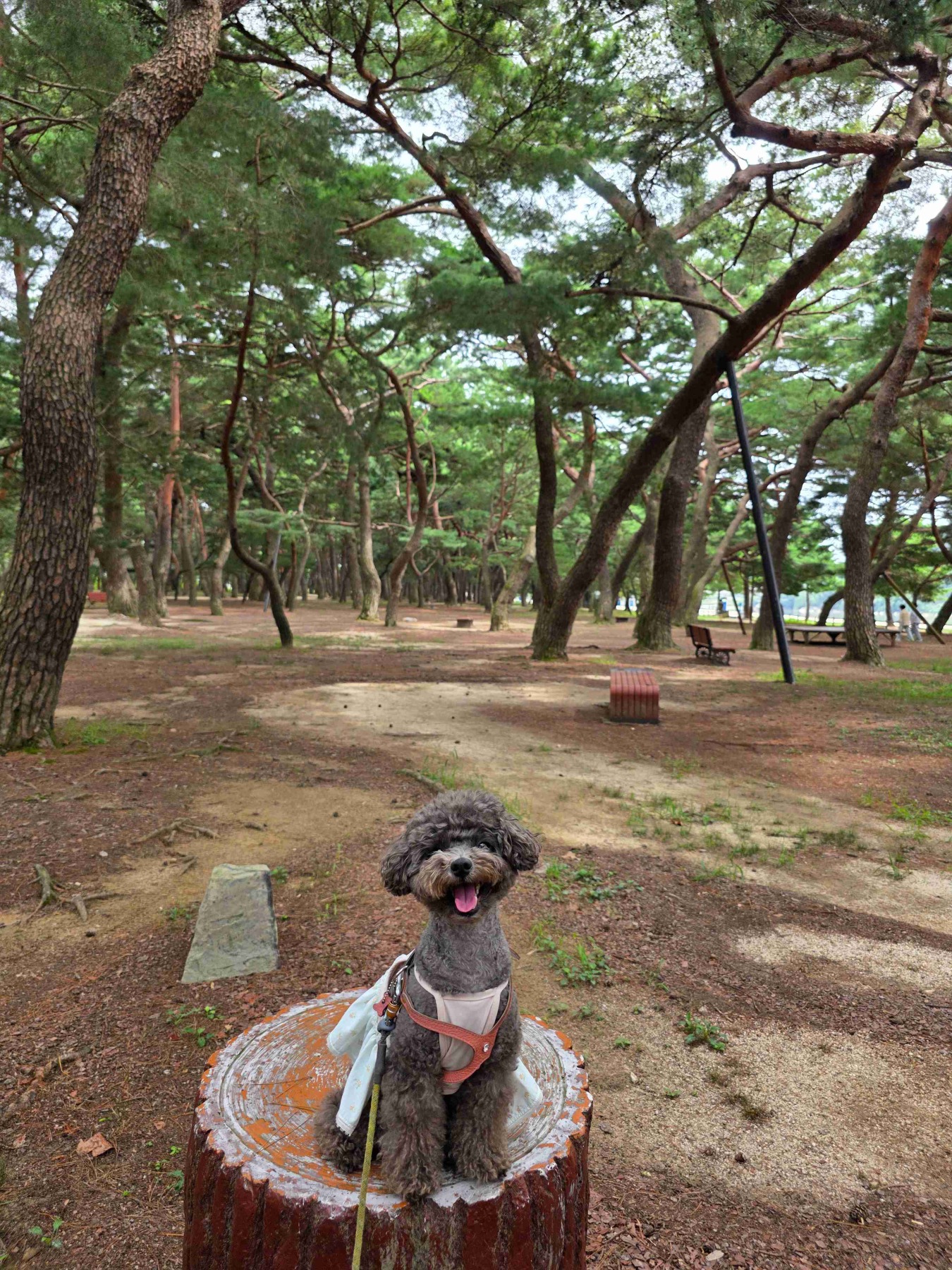 하동송림공원
