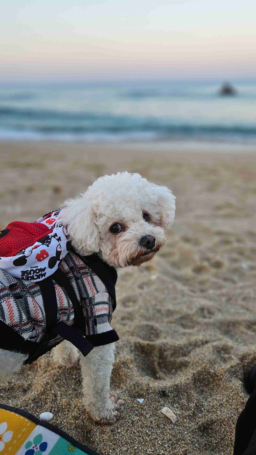 안목해변 펫비치