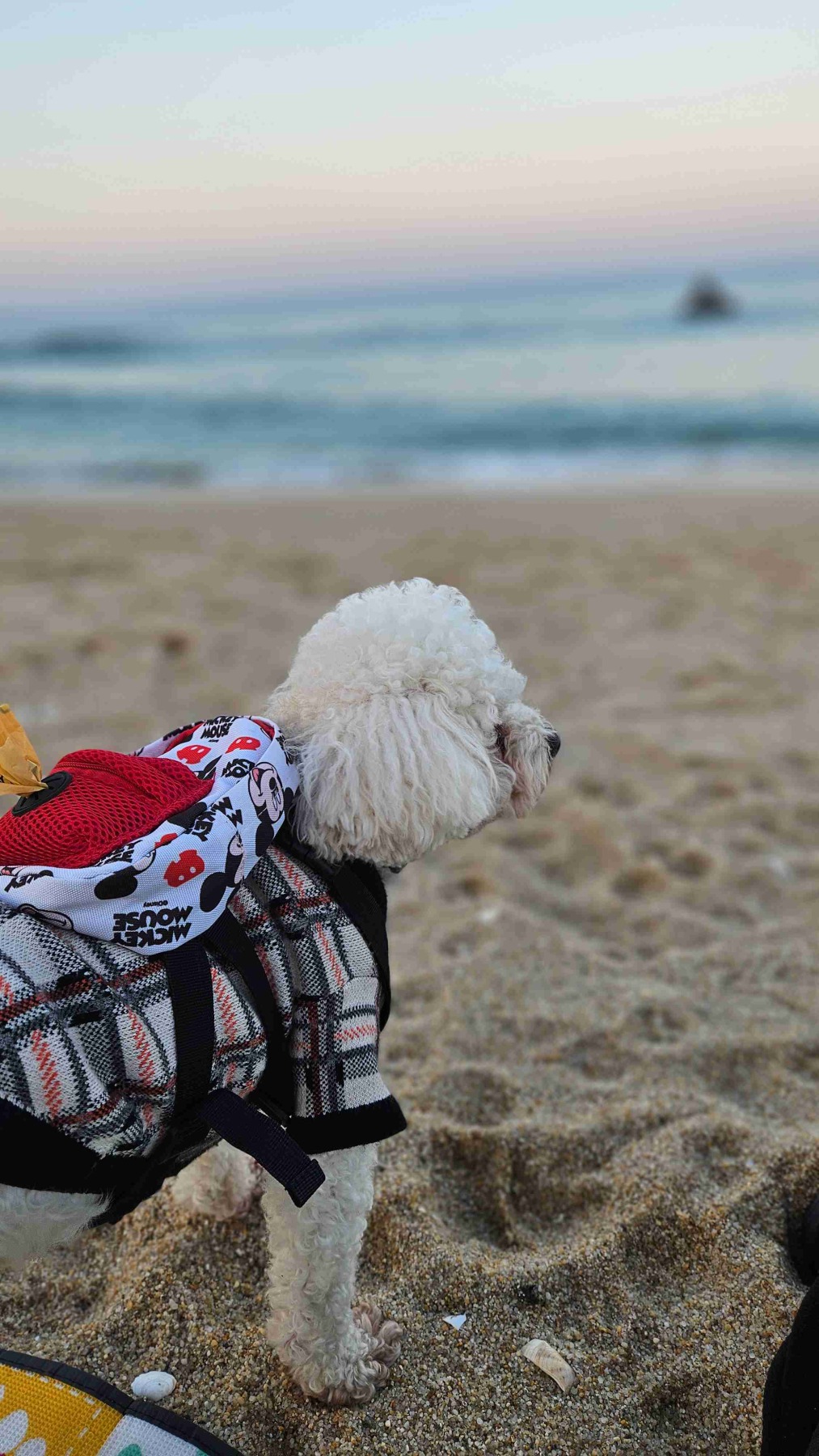 안목해변 펫비치