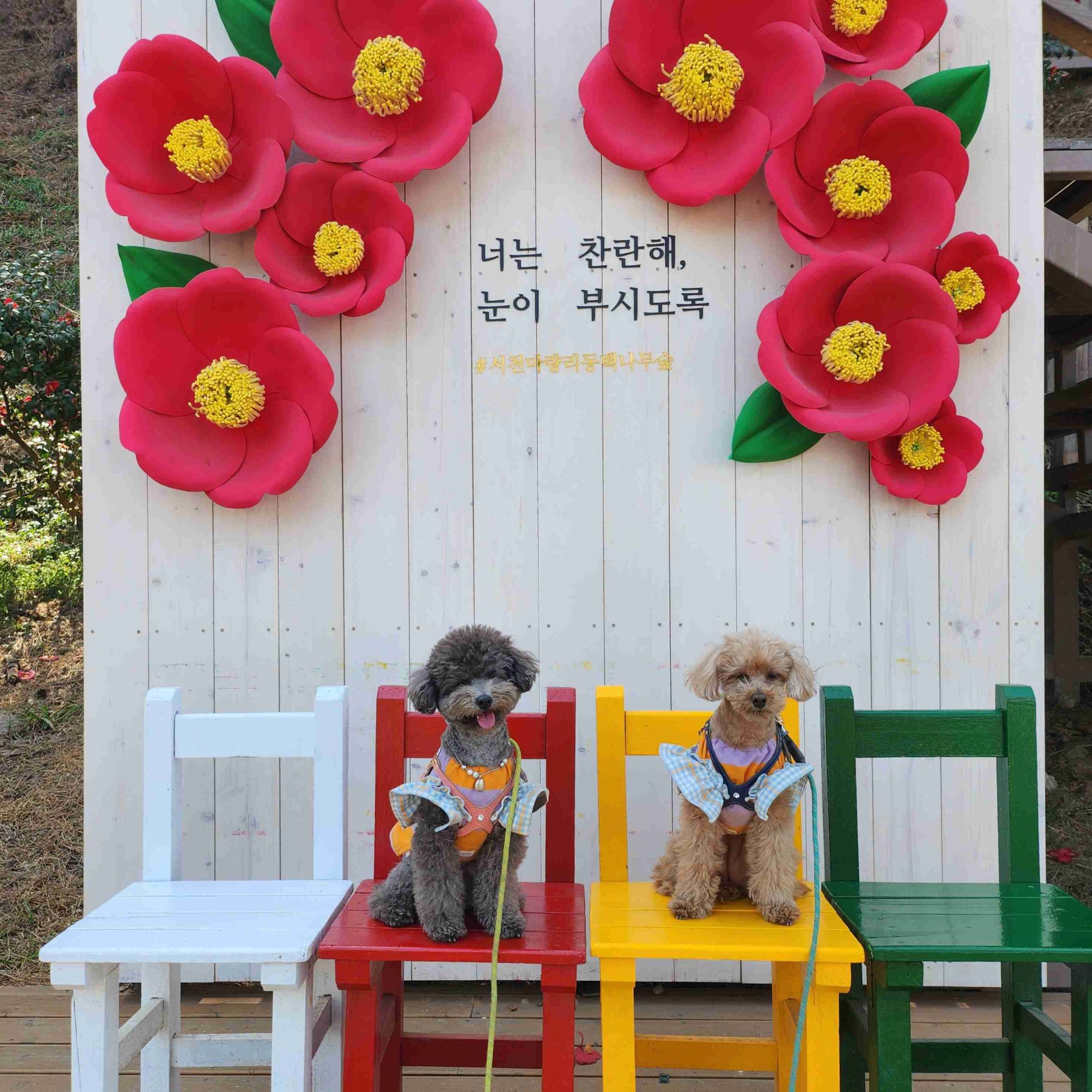 마량리동백나무숲