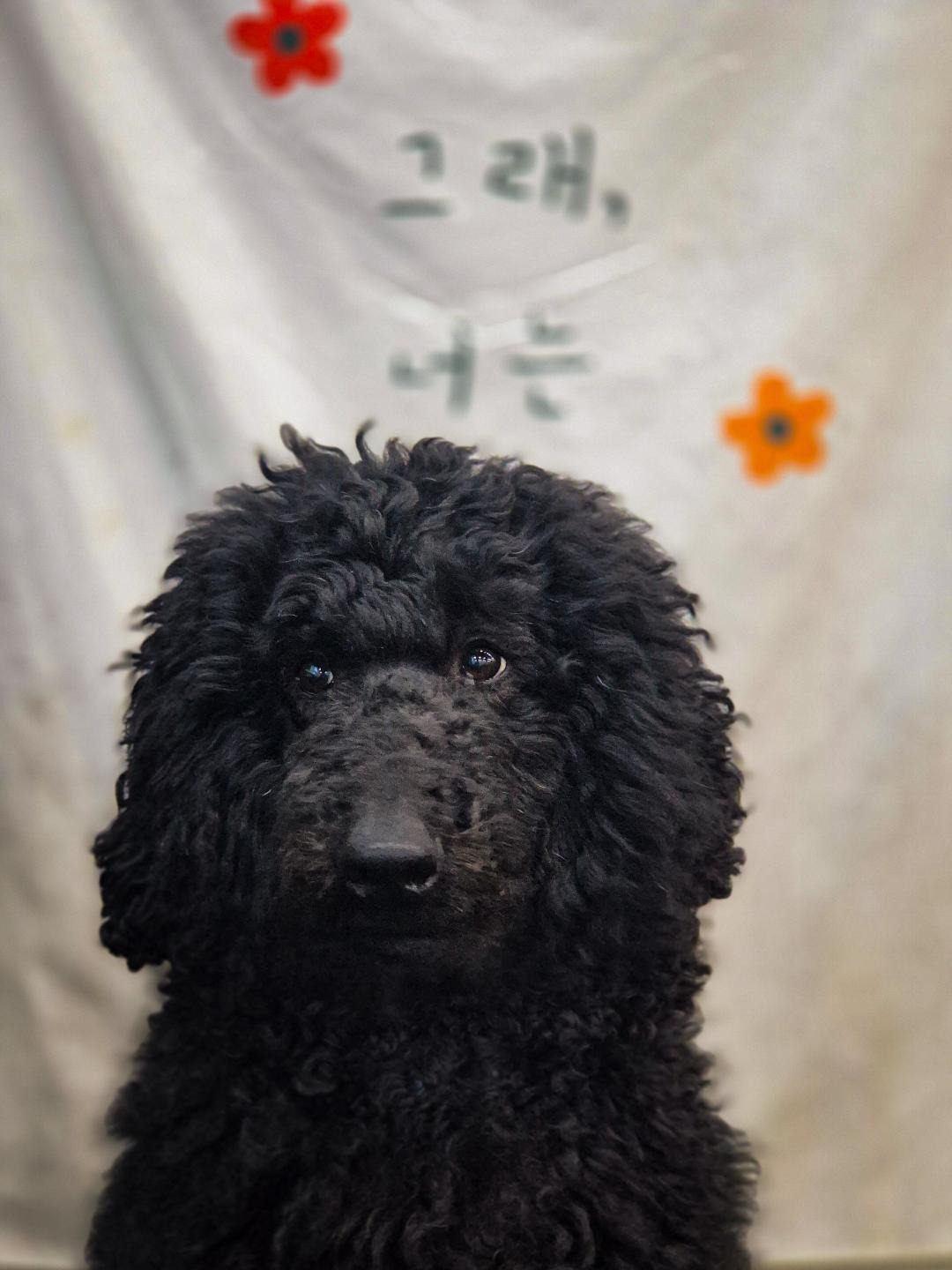큰댕이네