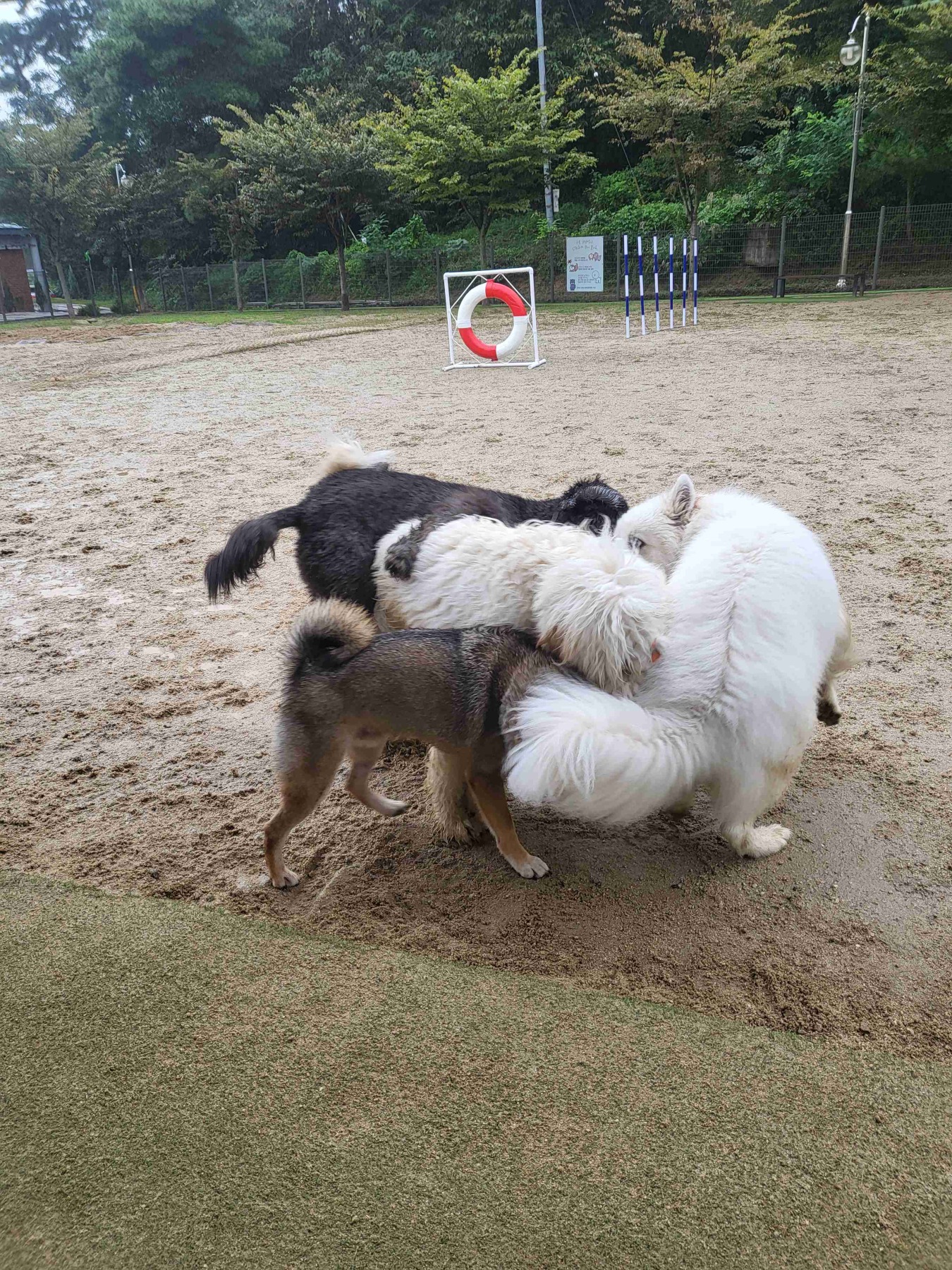 펫빌리지