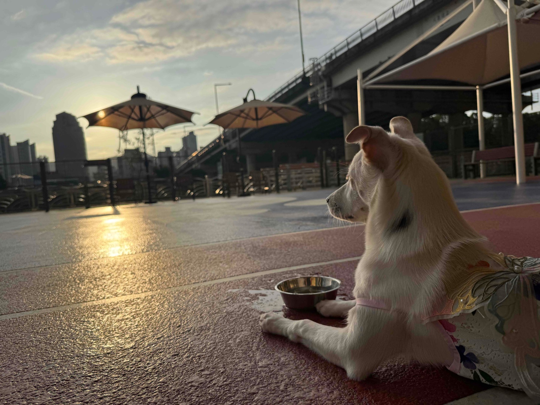 금천구 반려견 놀이터
