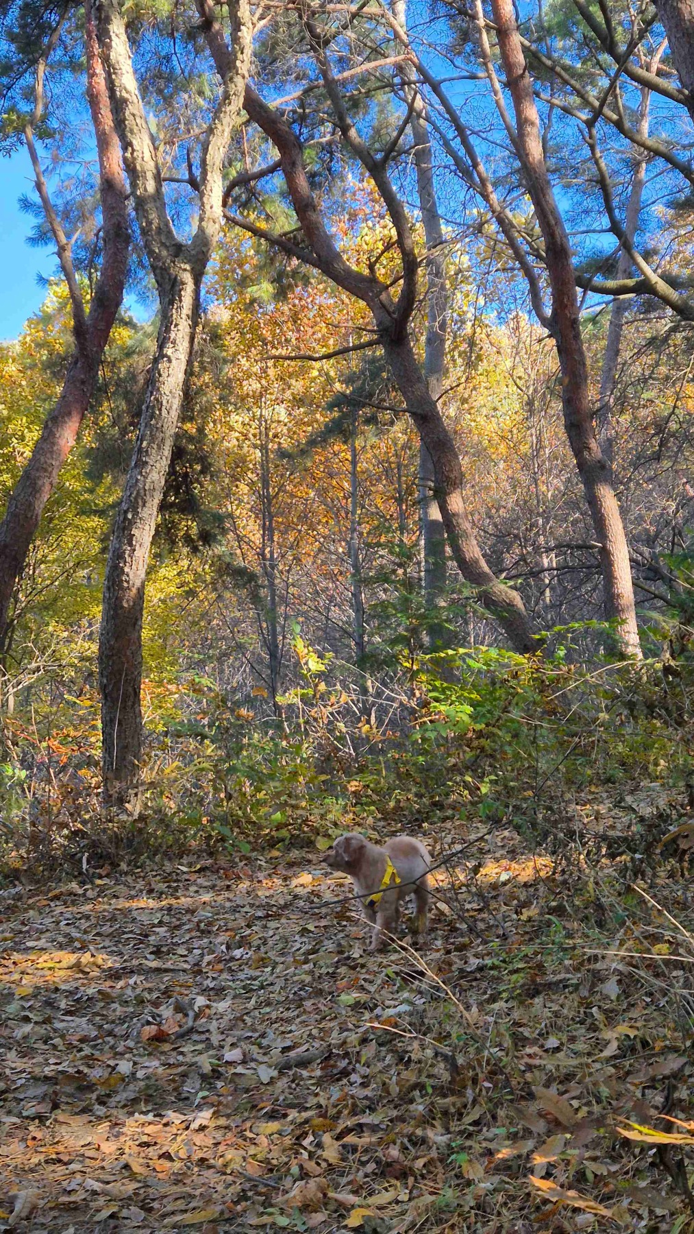 화인산림욕장