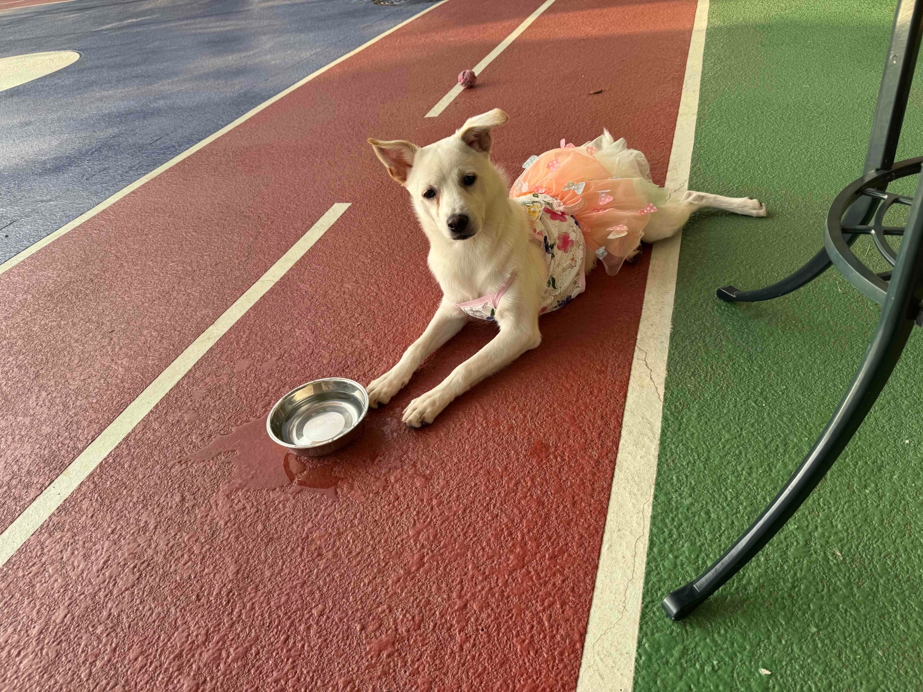 금천구 반려견 놀이터