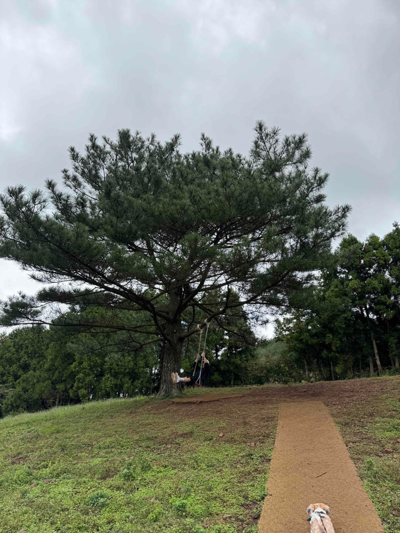 비밀의숲