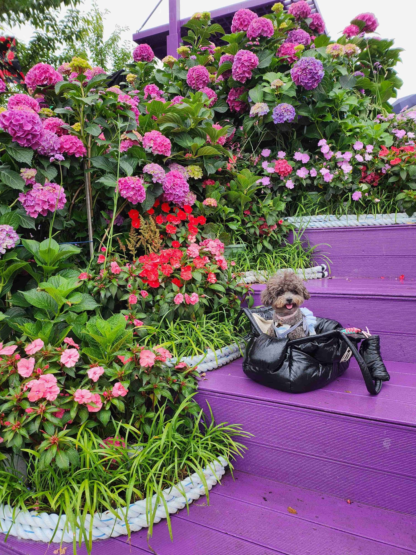 장생포고래문화마을수국정원