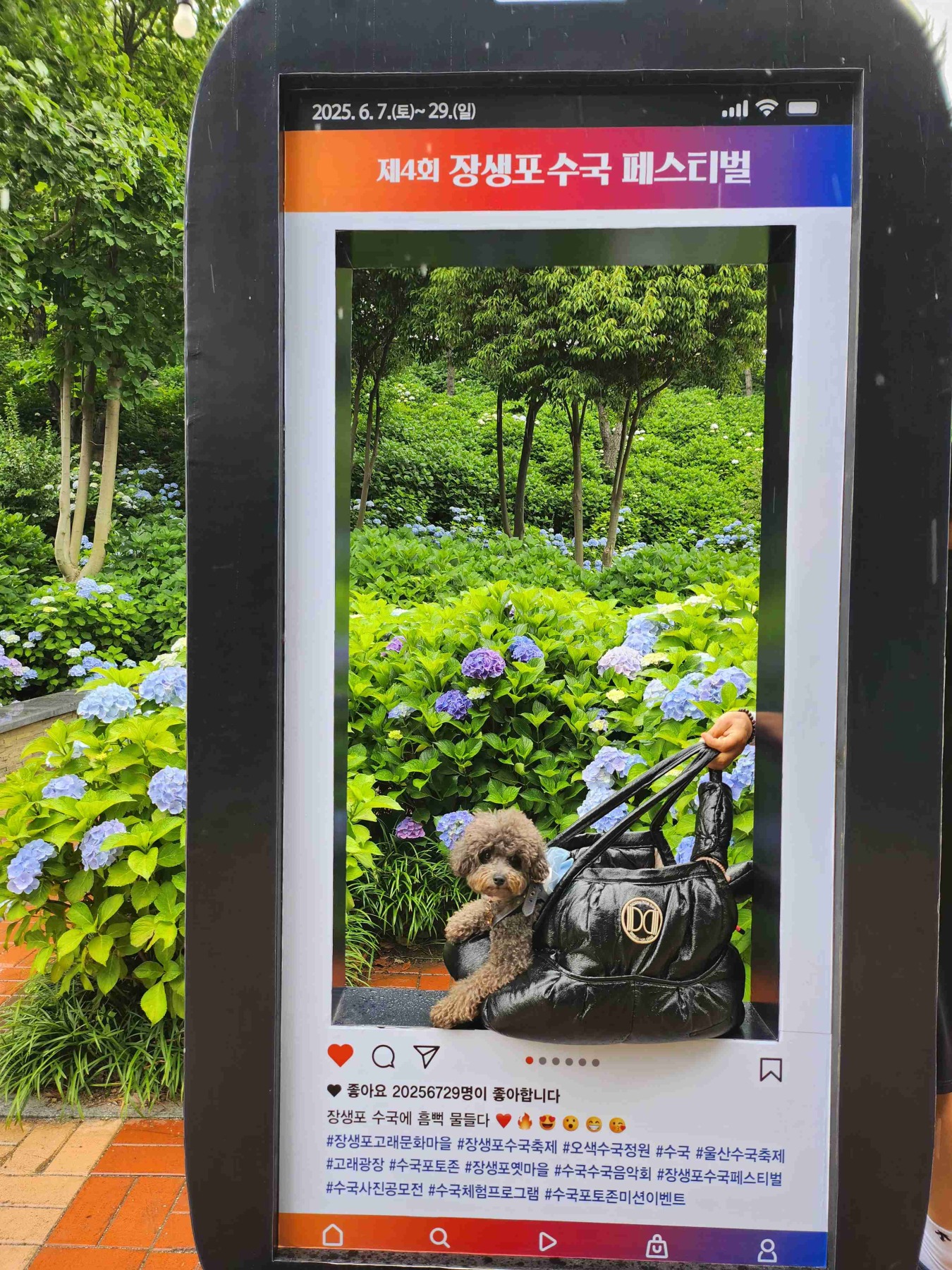 장생포고래문화마을수국정원