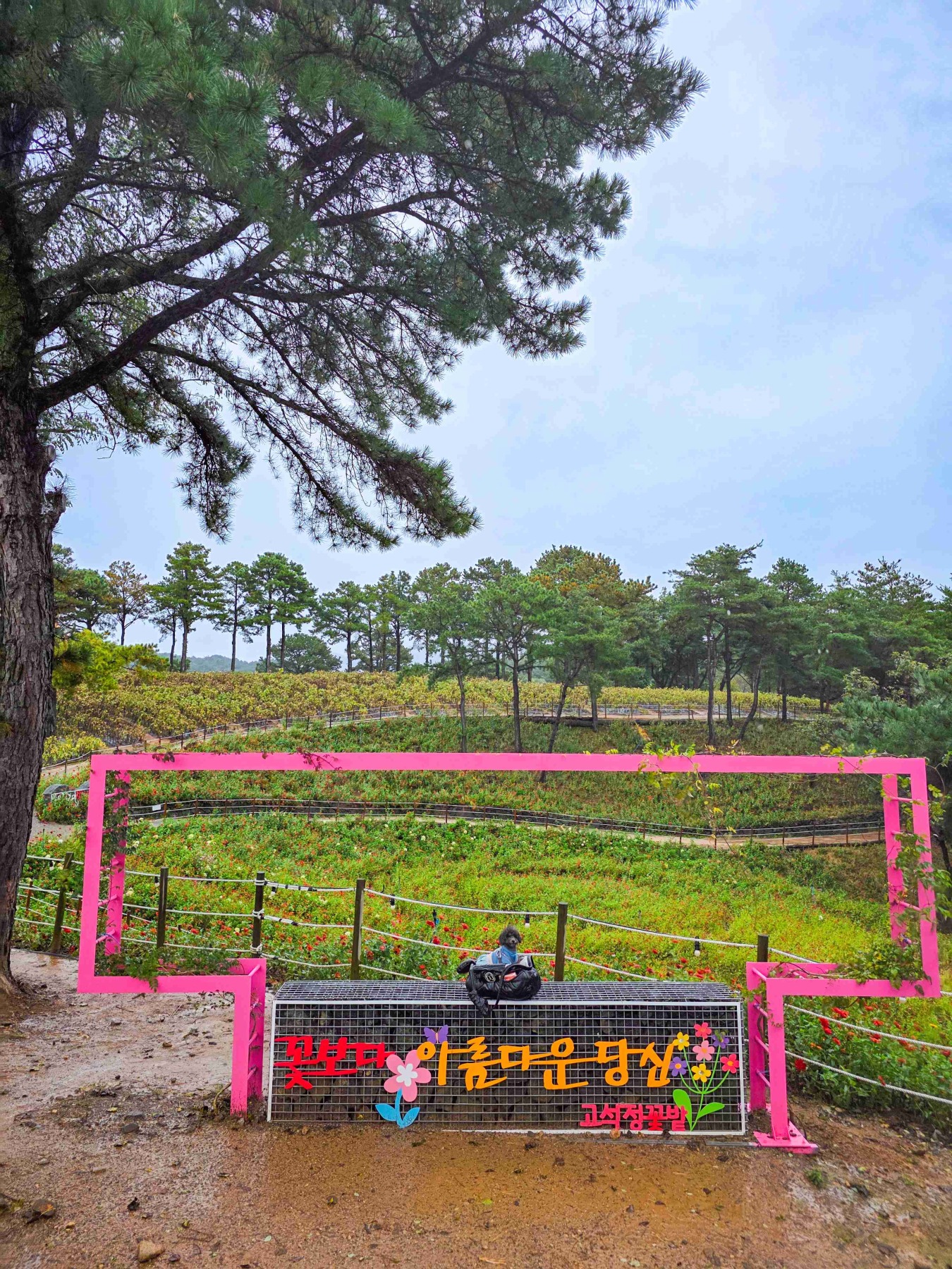 고석정