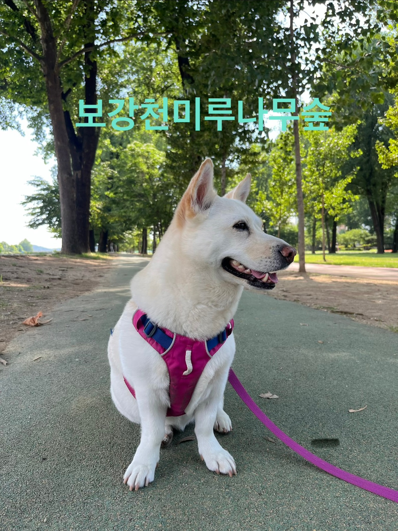 보강천미루나무숲