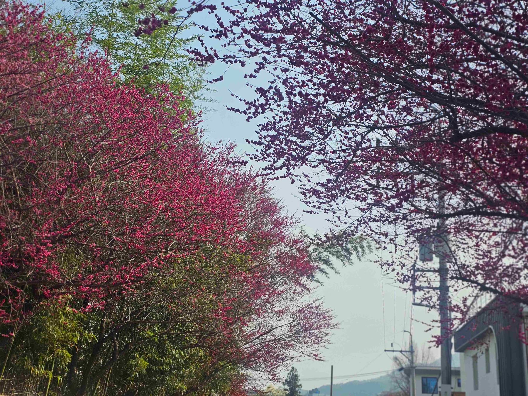 탐매마을