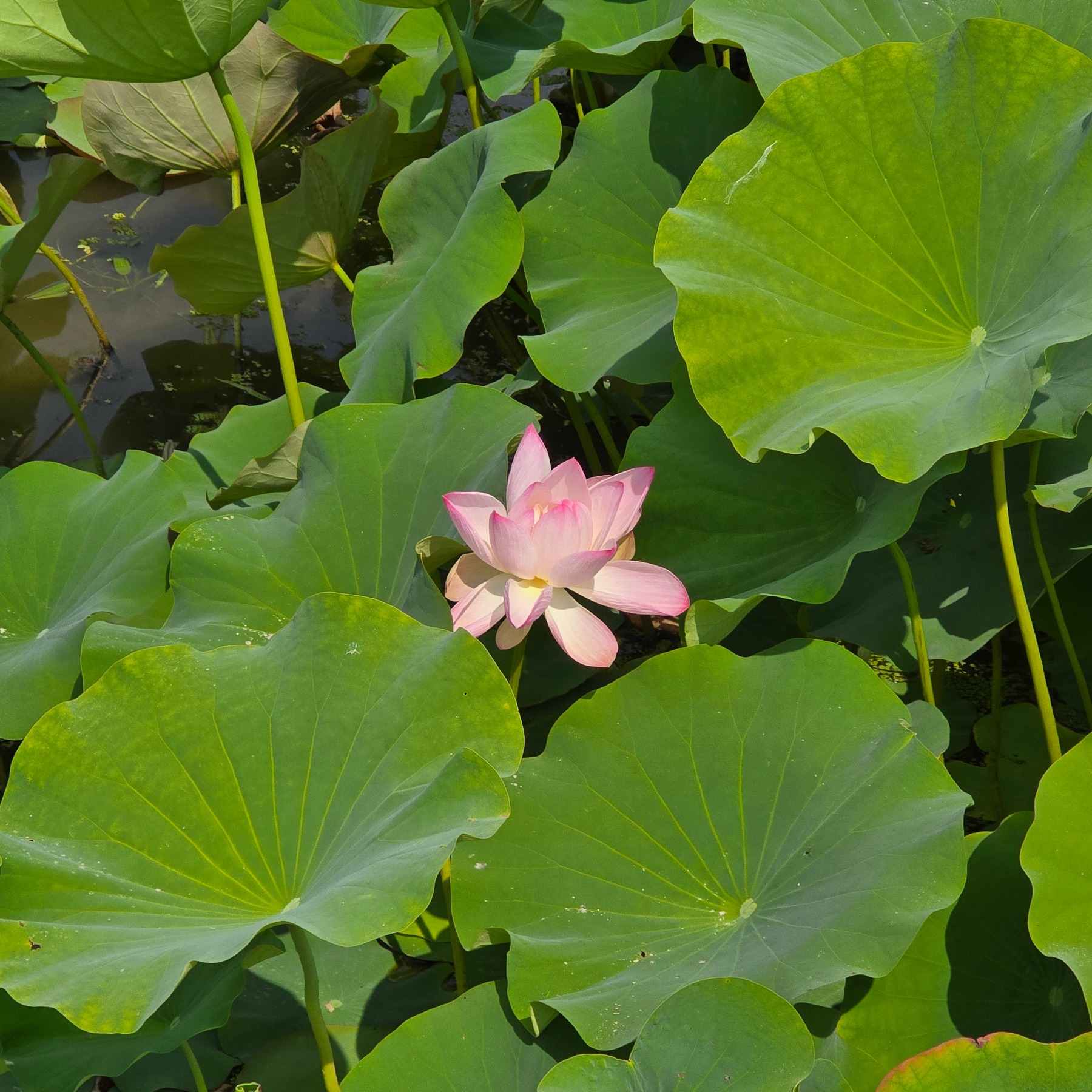 궁남지