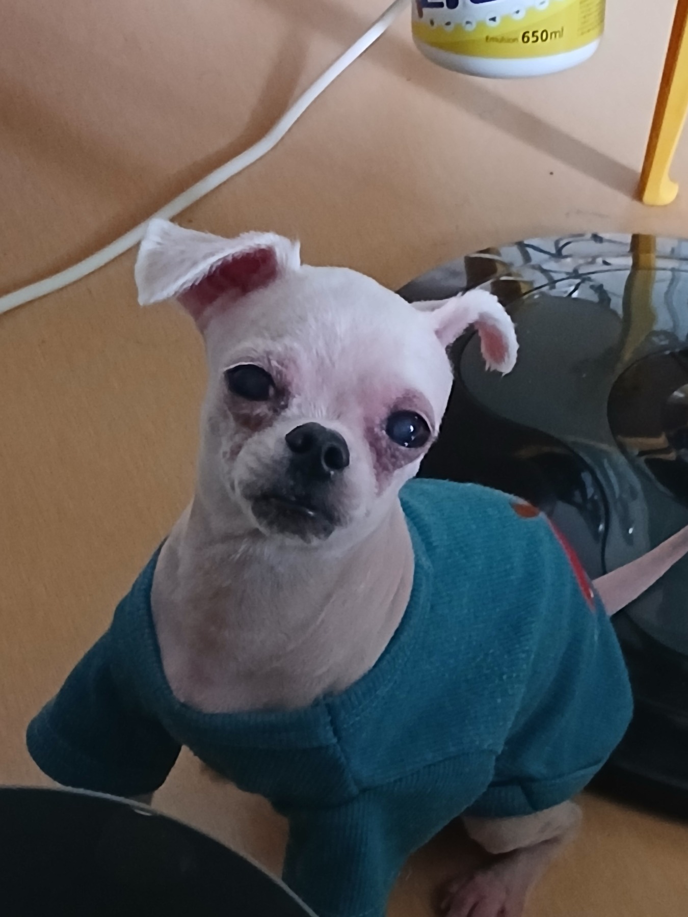 애견의집