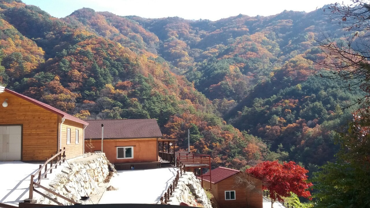 영월 숲속트리하우스