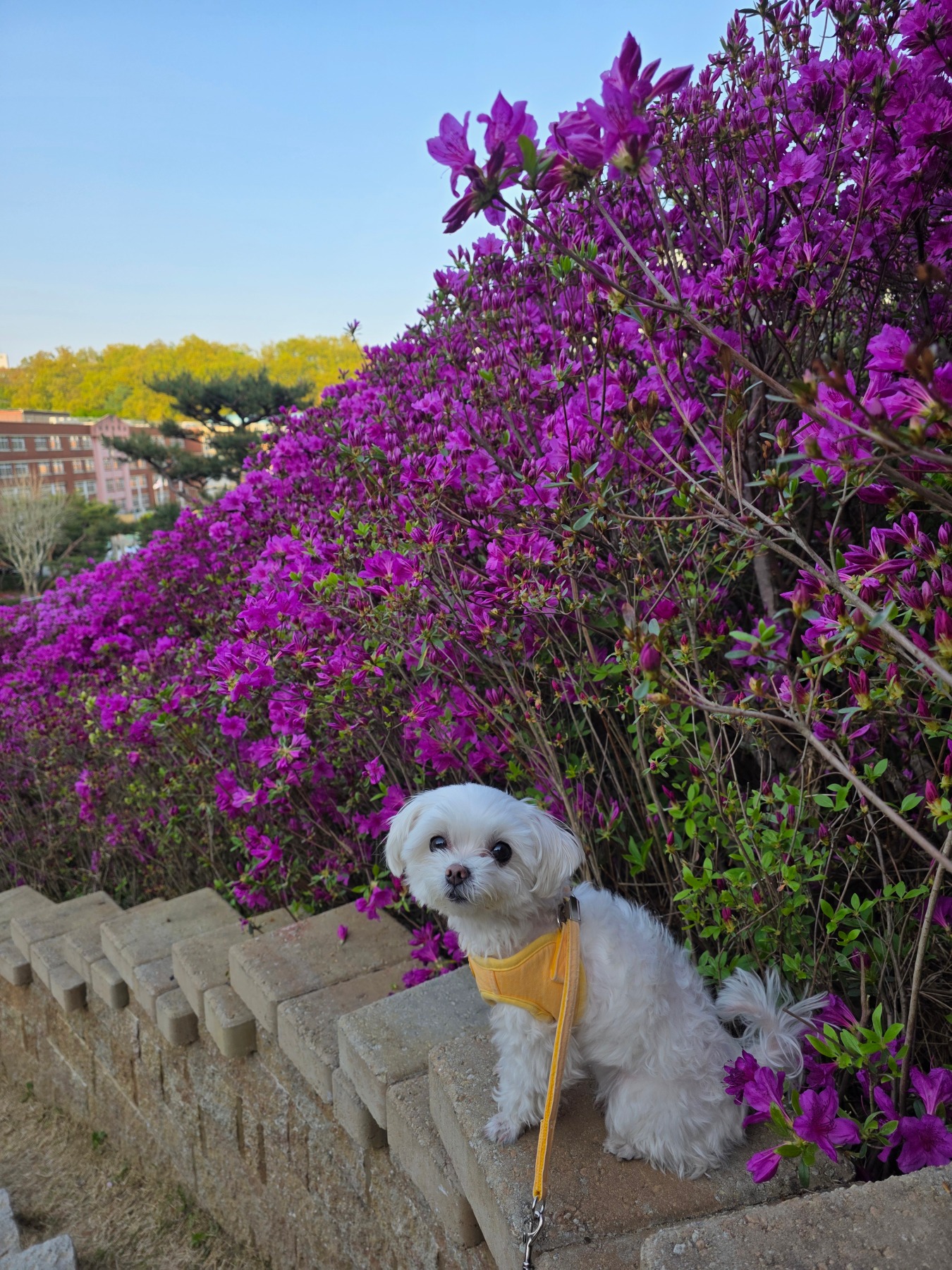 철쭉동산