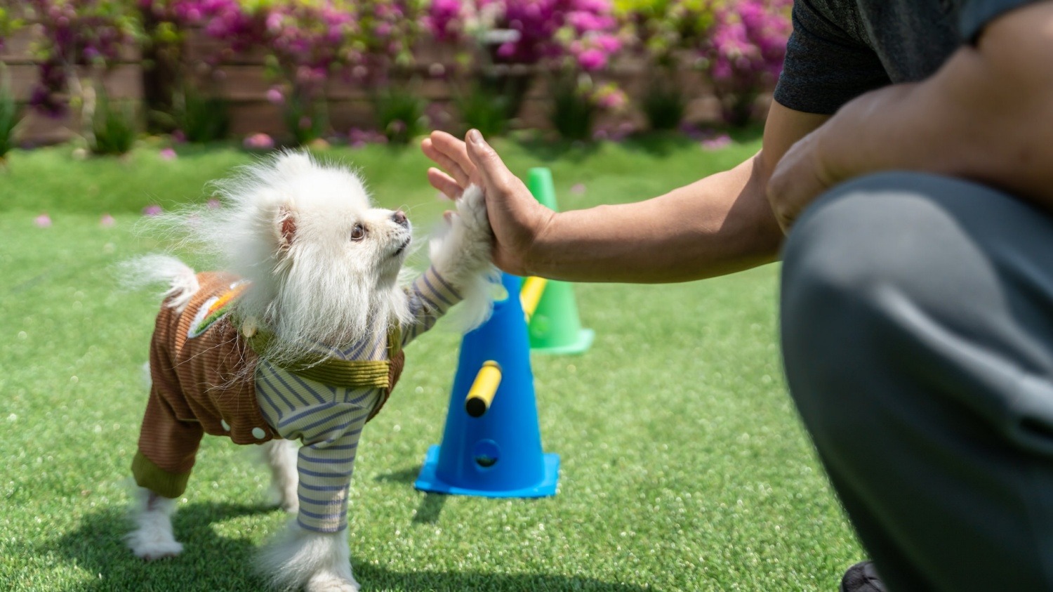남해 댕댕이 애견 펜션 블루