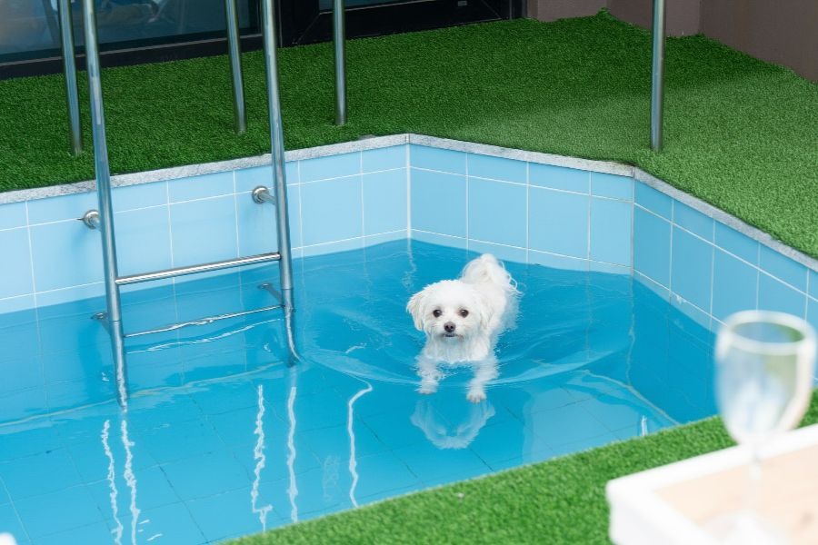 여수 네모애견동반풀빌라펜션