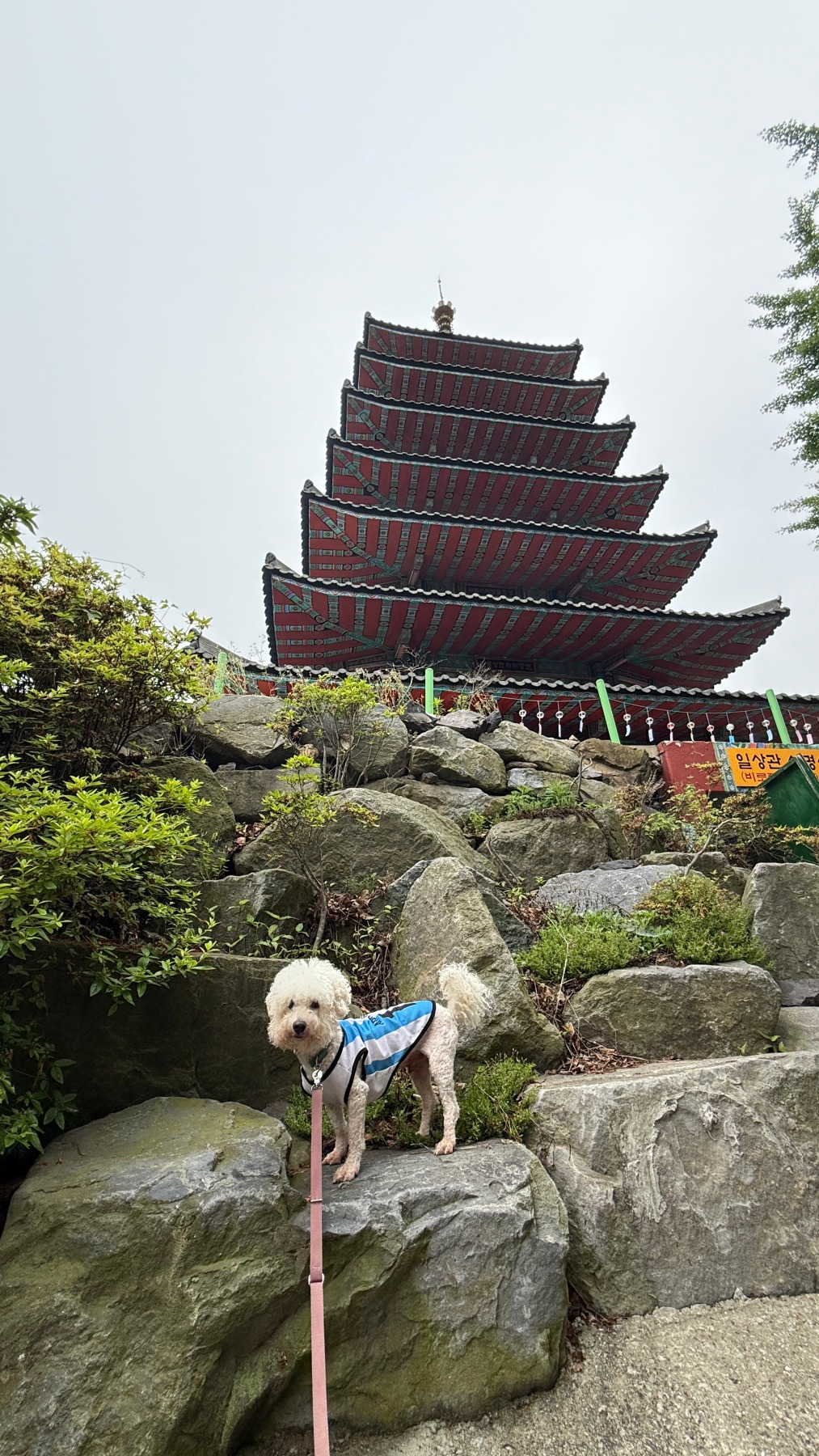 안면암