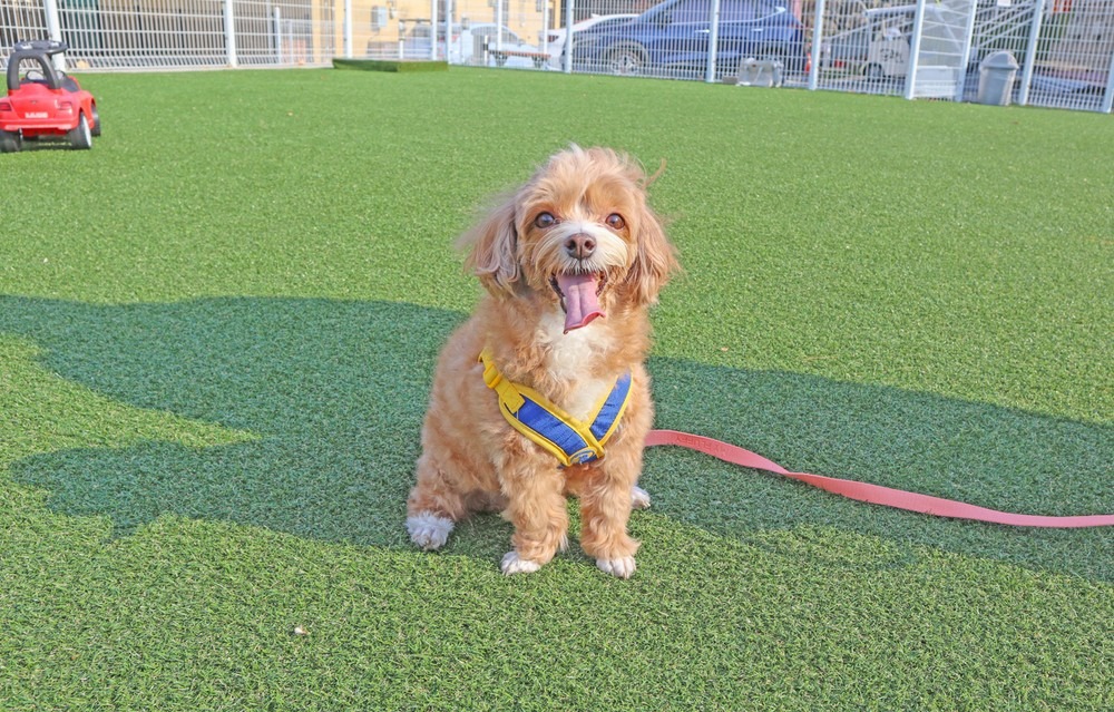 멍스빌리지풀빌라