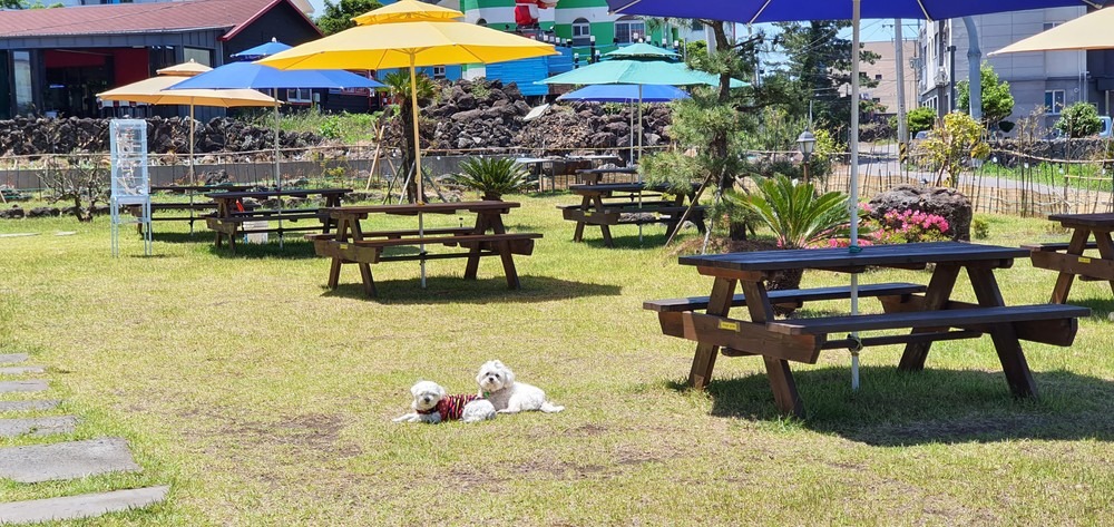 제주애견전문 엔젤하우스펜션