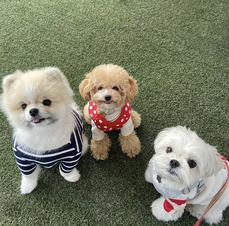 스포독