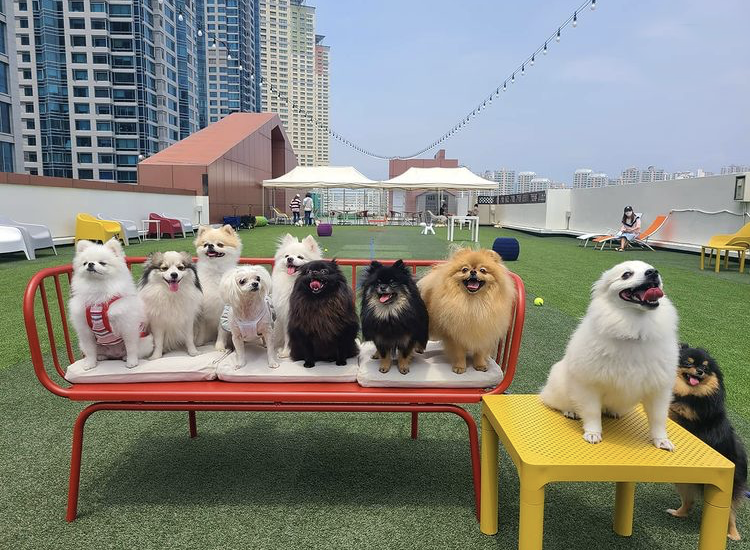 스포독