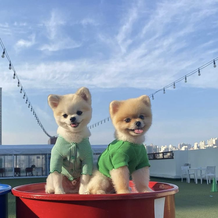 스포독