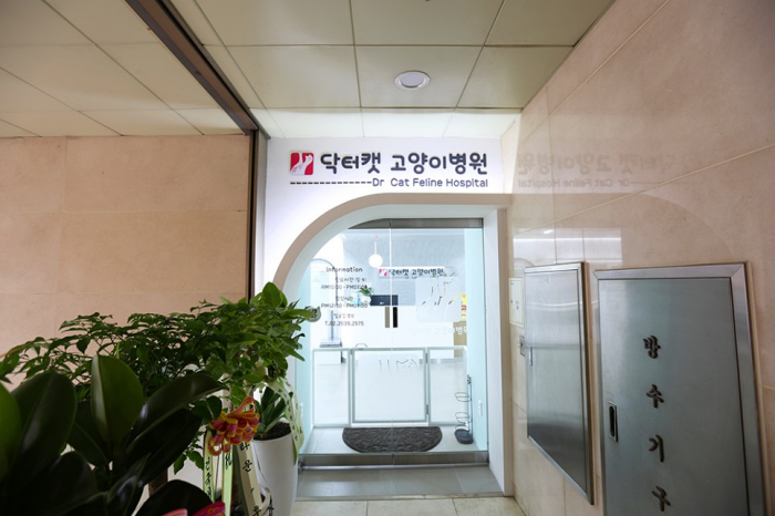 닥터캣 고양이병원