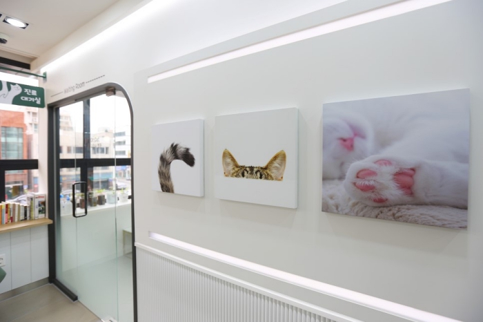 닥터캣 고양이병원