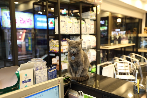 서서울동물병원