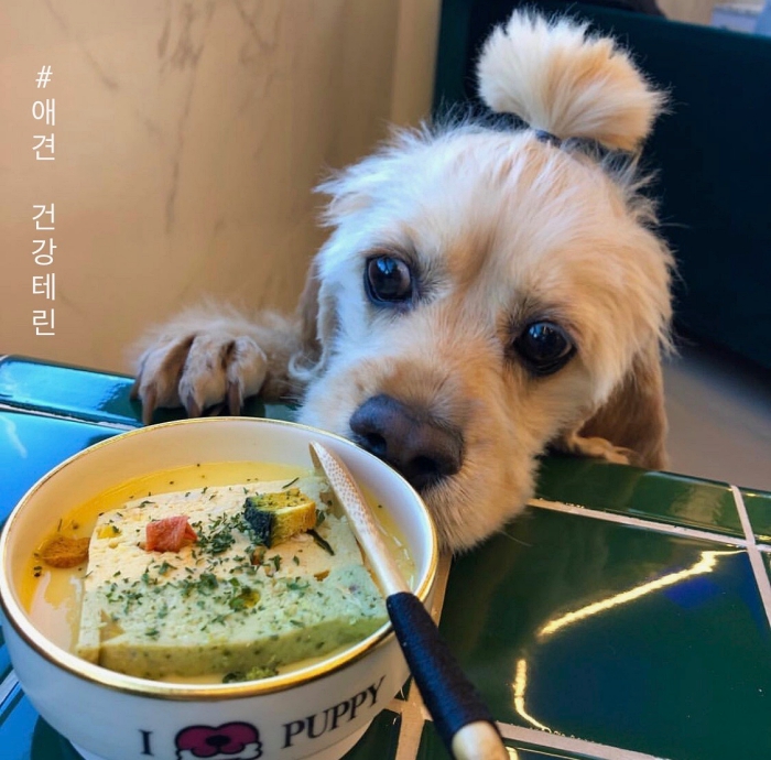 아이러브퍼피 본점