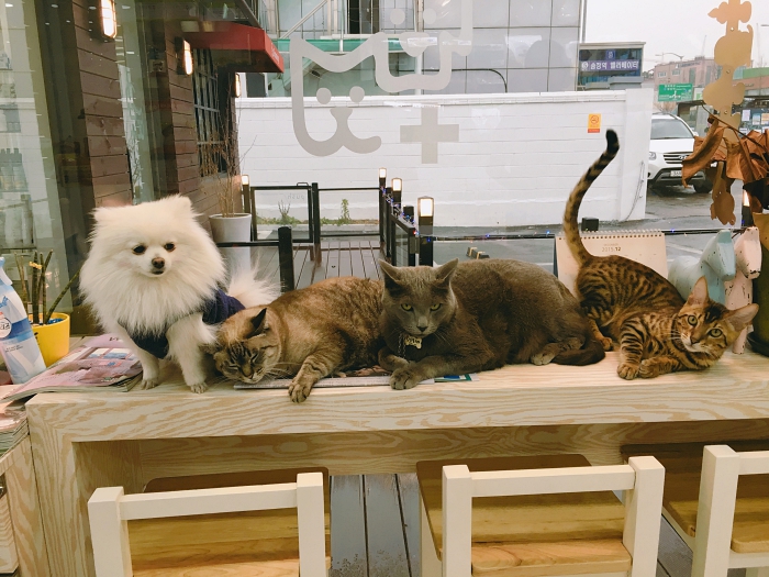 송정동물메디컬센터