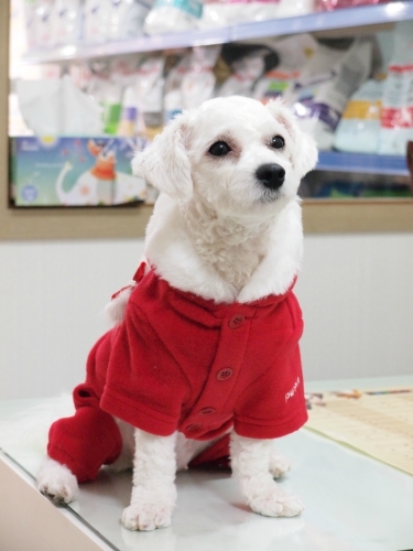 벨라동물병원