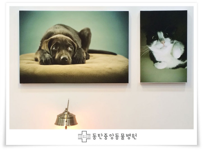 동탄중앙동물병원