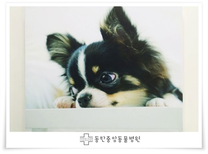 동탄중앙동물병원