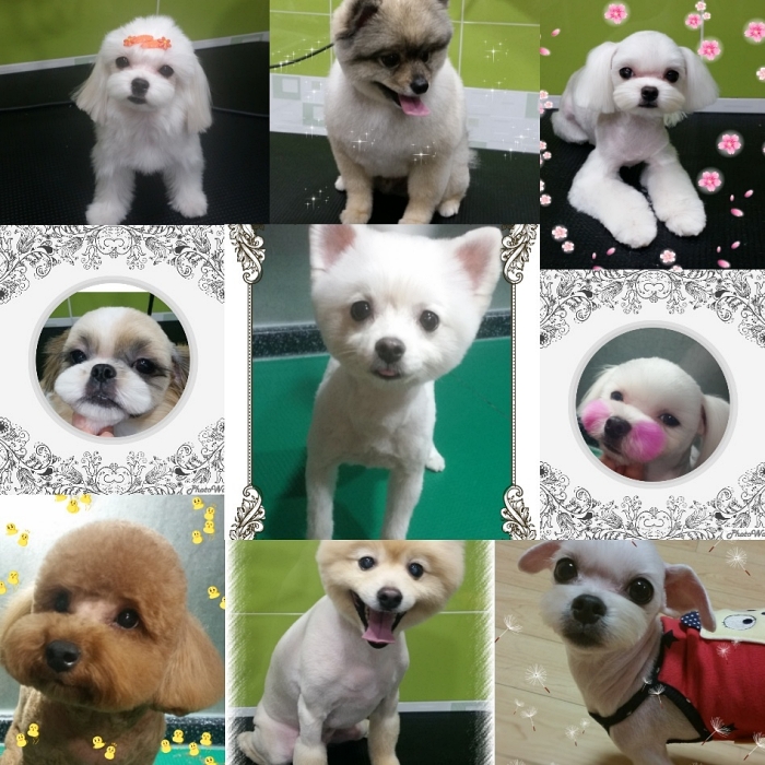 미용하는강아지