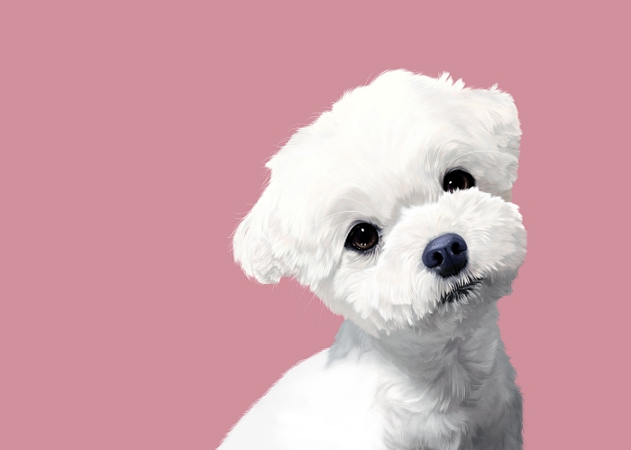 몽몽샵