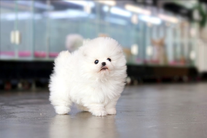 아담스펫 안양점