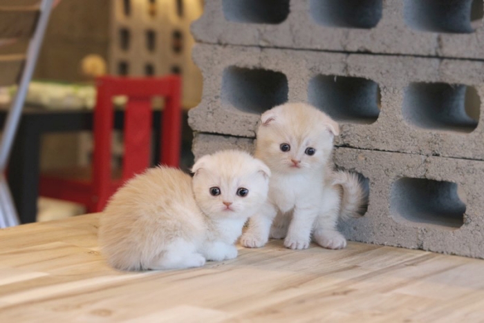 아담스펫 안양점