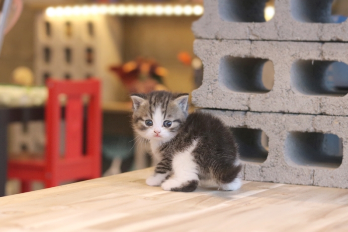 아담스펫 안양점