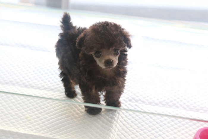 아담스펫 안양점