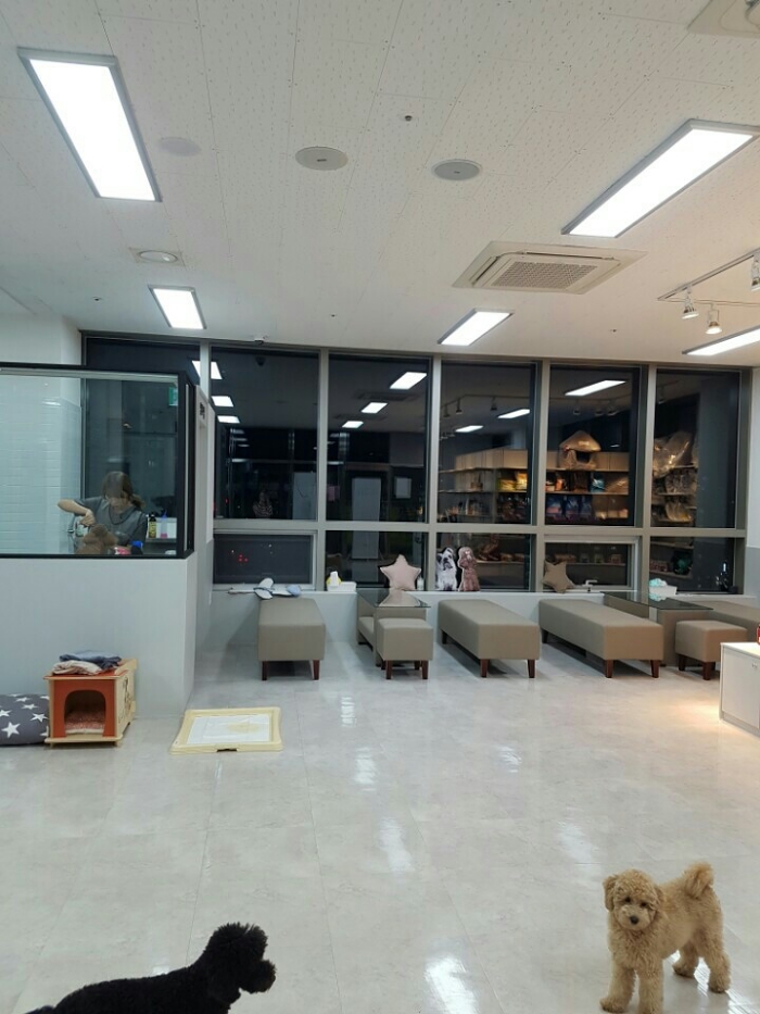 힐스독