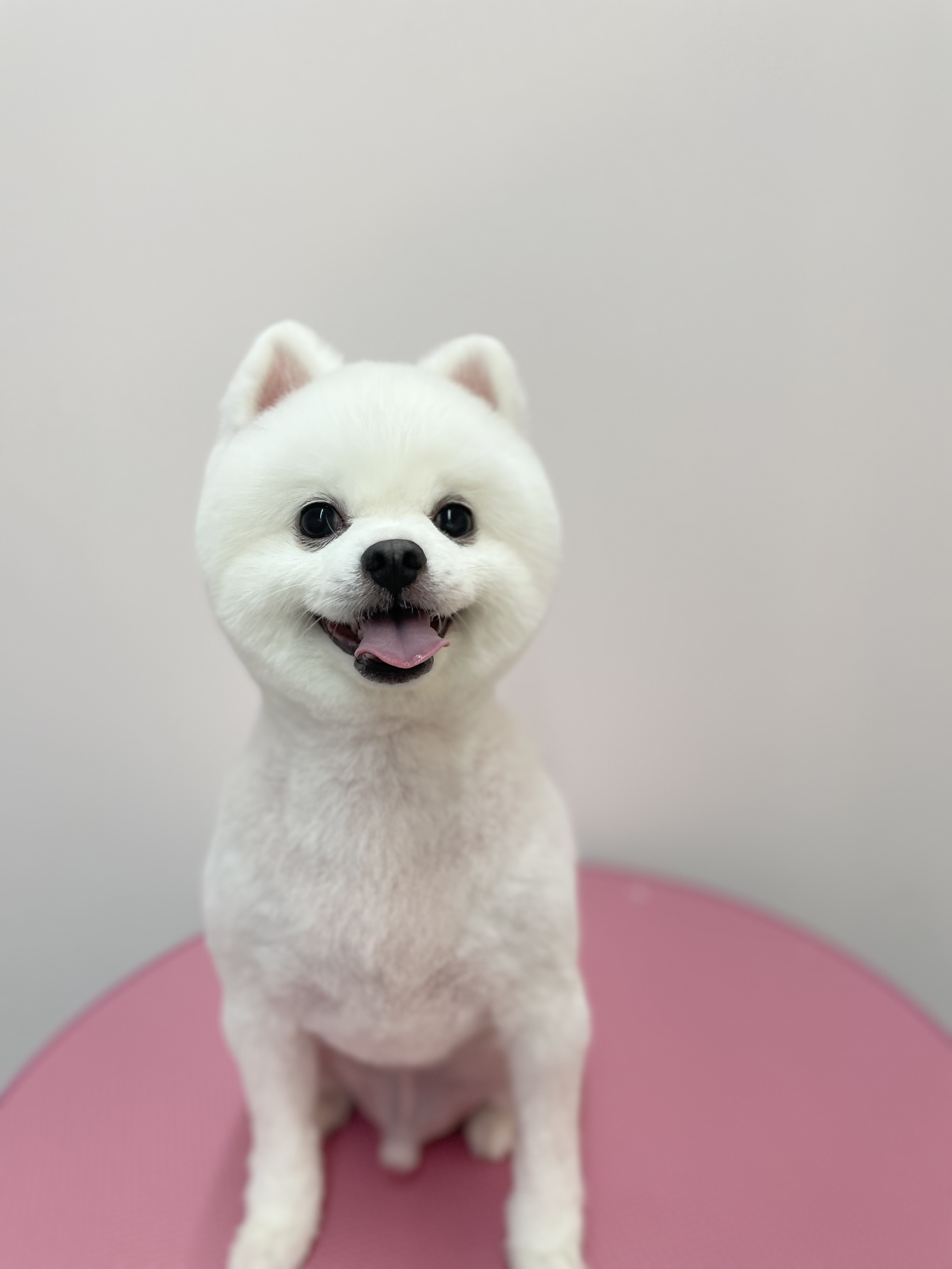 몽블리스