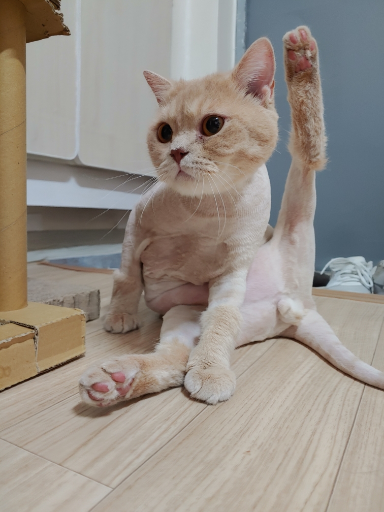 함께냥 본점