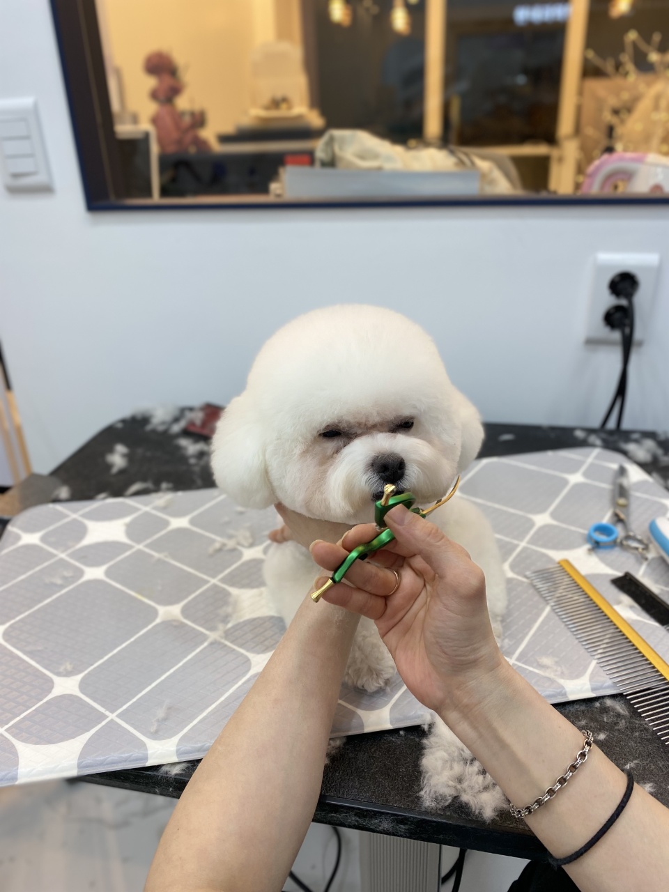 마이뷰티독